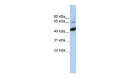 SOX1 Rabbit anti-Human, Mouse, Polyclonal, Novus Biologicals 100 &mu;g | Buy Online | Novus Biologicals | Fisher Scientific